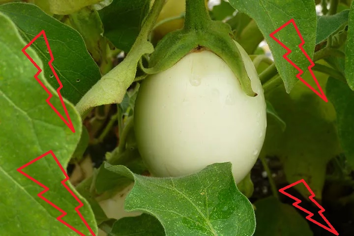 terong putih terong putih