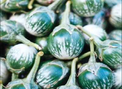 terong lalapan terong lalapan