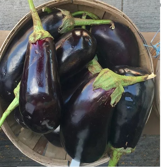 terong italia terong italia