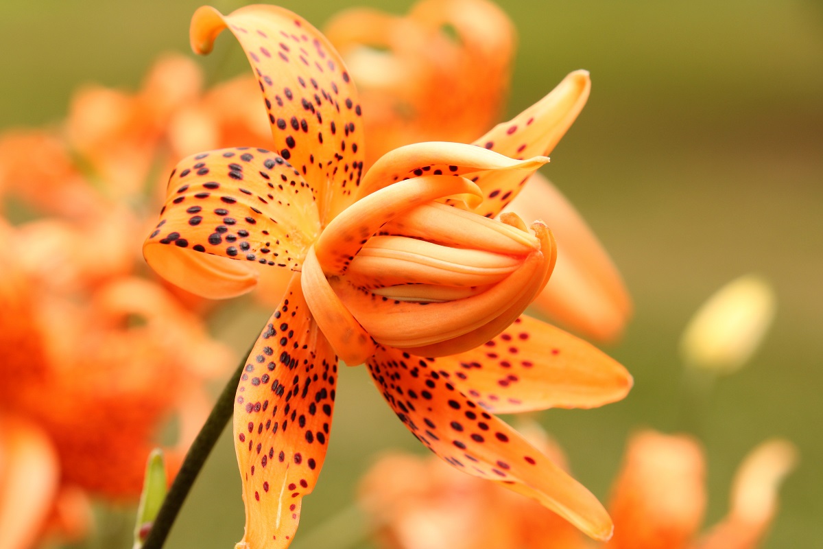 gambar bunga lily : tiger lily gambar bunga lily : tiger lily