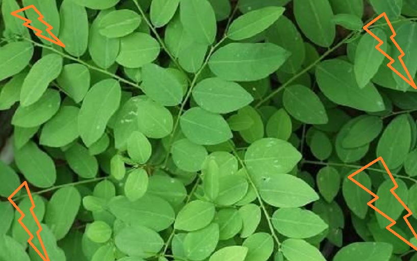 toga adalah toga adalah