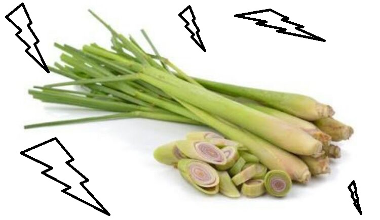 toga - sereh toga -: sereh