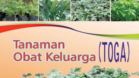 tanaman obat keluarga TANAMAN obat keluarg