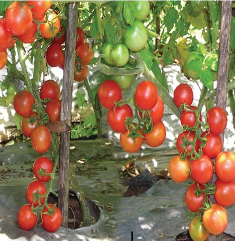 jenis tomat rampai jenis tomat rampai