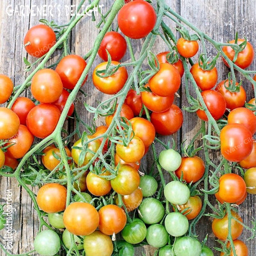 tomat rampai tomat rampai