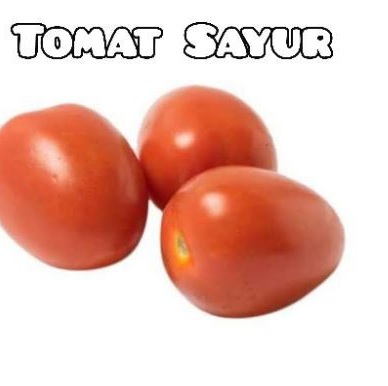 tomat sayur tomat sayur