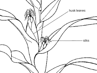 penyerbukan bunga jagung penyerbukan bunga jagung