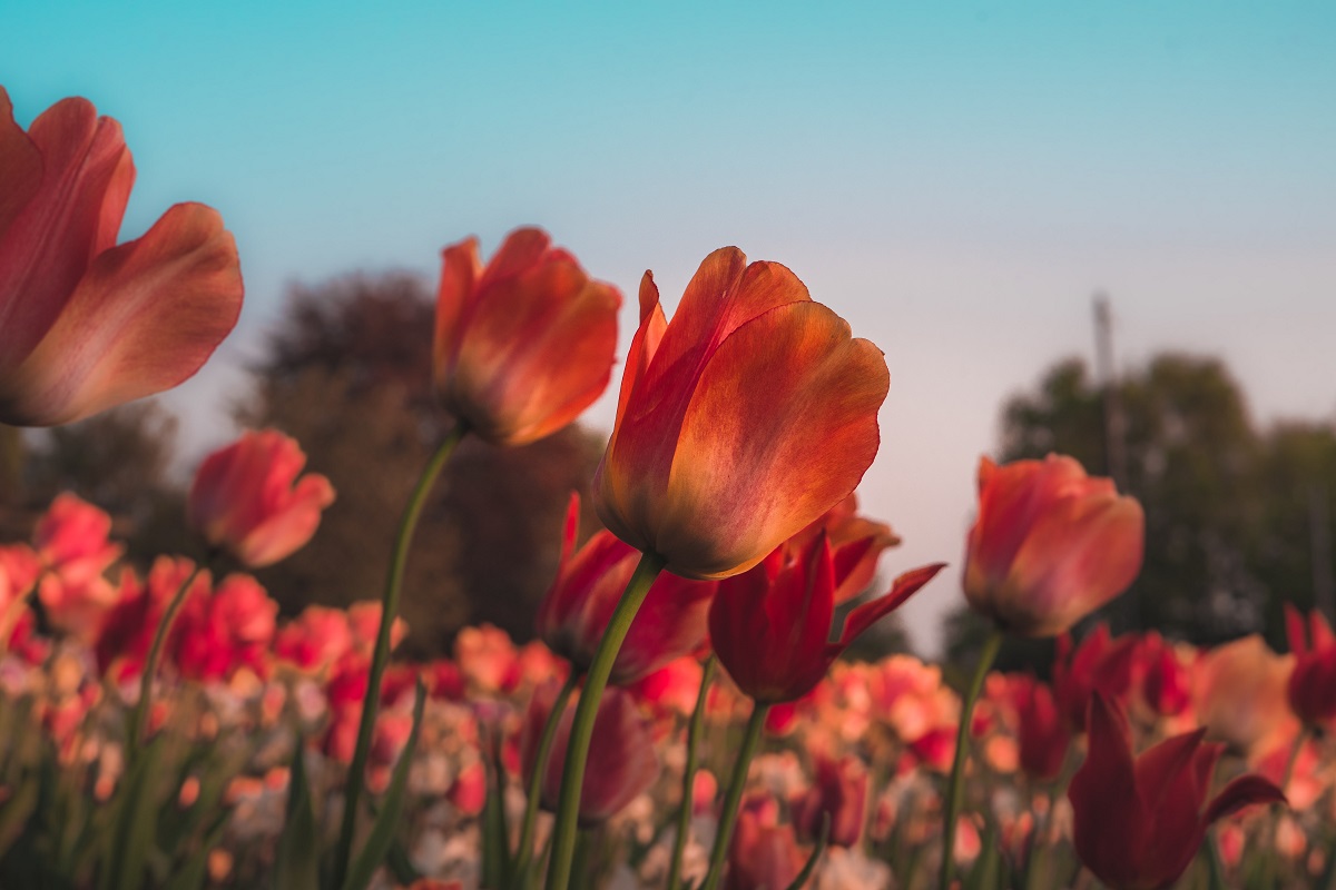 arti bunga tulip merah arti bunga tulip merah