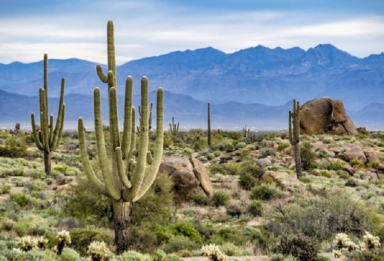 tumbuhan-xerofit tumbuhan-xerofit