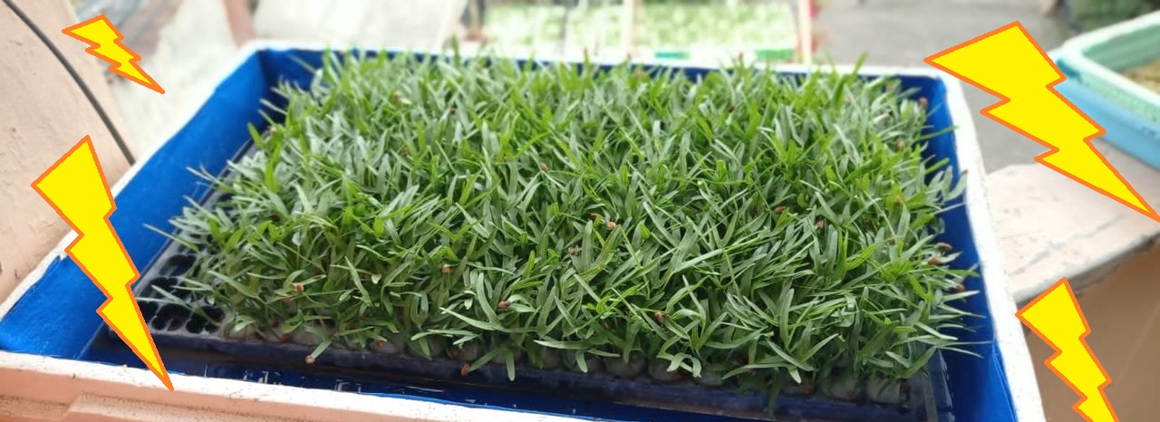 tunas kangkung tunas kangkung