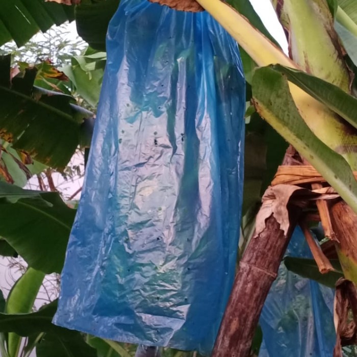gambar buah pisang ditutup plastik gambar buah pisang ditutup plastik