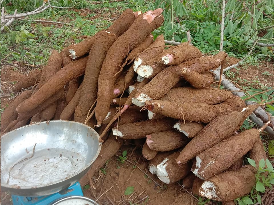 Ubi Kayu