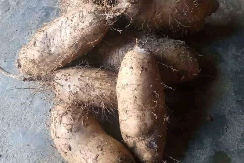 umbi-gembili umbi-gembili