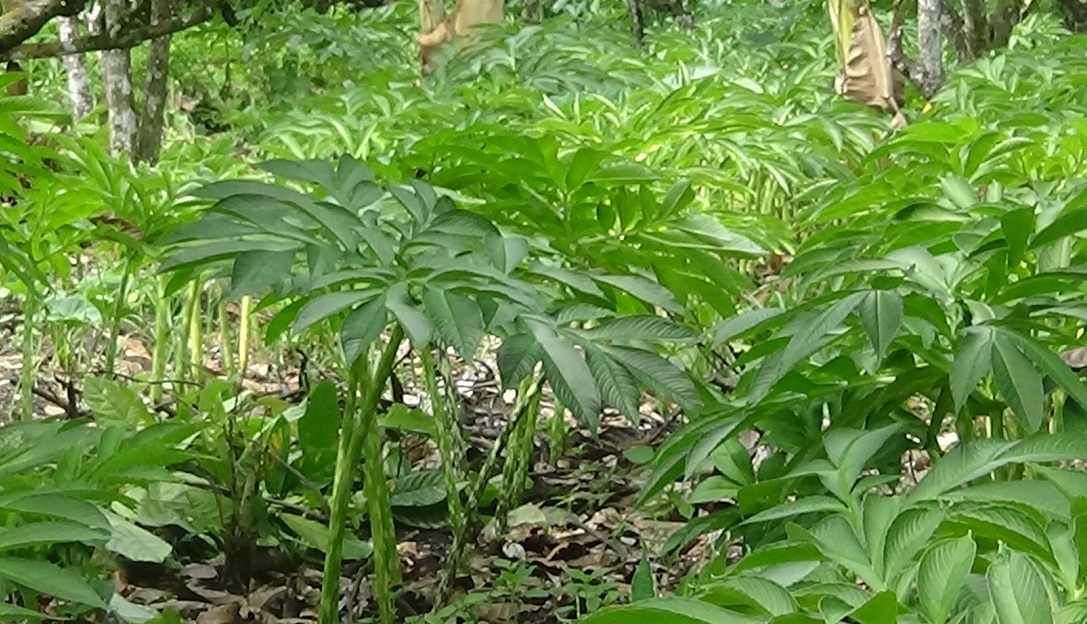 umbi porang umbi porang