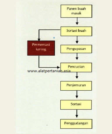 Proses pengolahan kopi cara basah