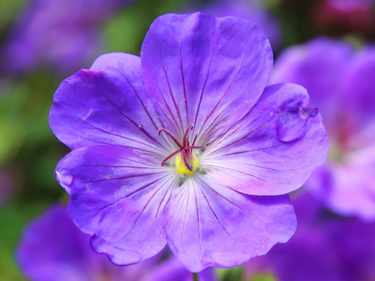 violet bunga violet bunga