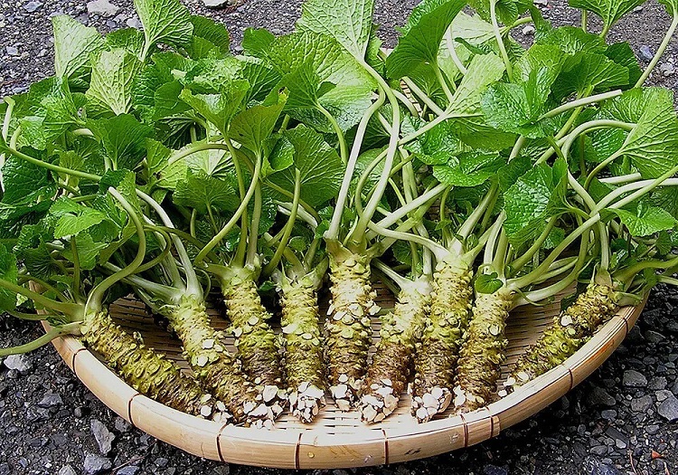 tanaman-wasabi tanaman-wasabi