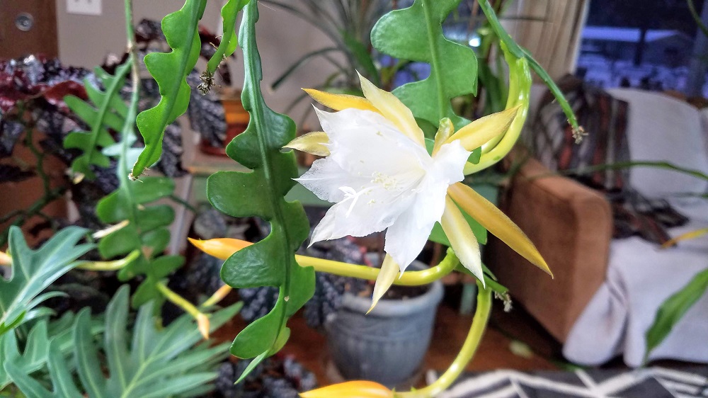 bunga wijaya kusuma mekar bunga wijaya kusuma mekar