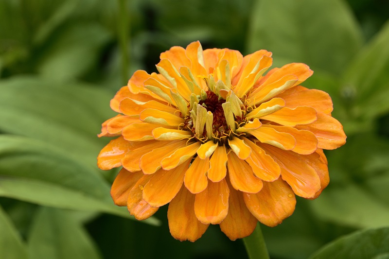 bunga-zinnia bunga-zinnia